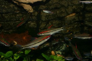 Süßwasserfische