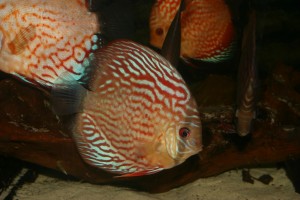Diskus