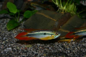 Apistogramma agassizii