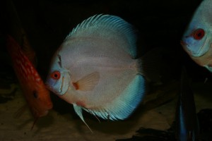 Diskus