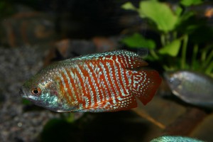 Zwergfadenfisch