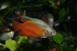 Roter Zwergfadenfisch