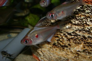 Kirschfleck-Salmler