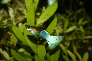 Guppy