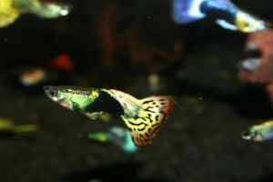 Guppy