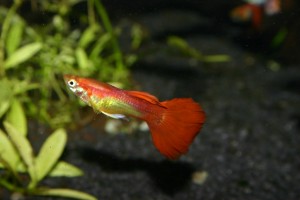 Guppy