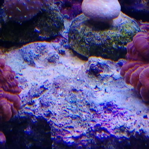 Korallen-03-19-08-21