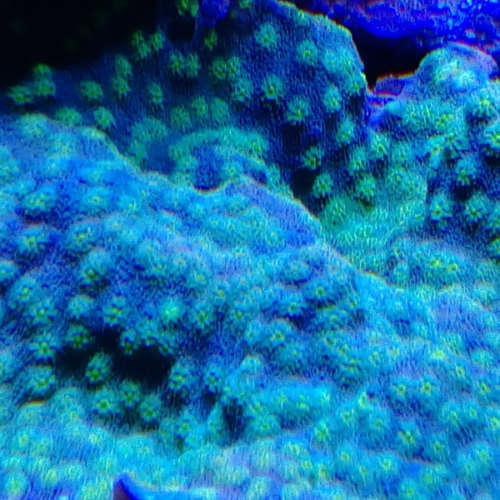 Korallen-05-19-08-21