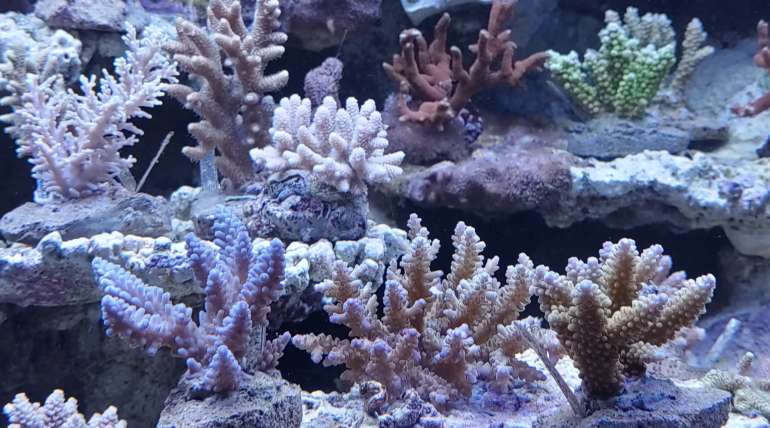 Neue SPS und LPS Korallen